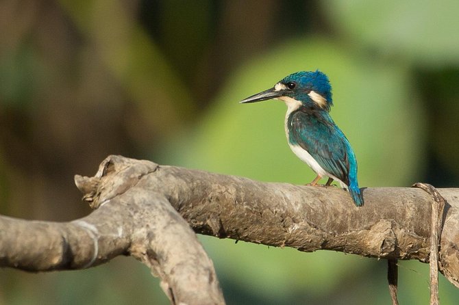1 Day Corroboree Billabong Wetland Experience including 2.5 hour cruise + lunch - Key things to know before you go