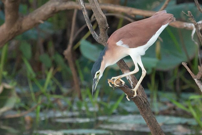 1 Day Corroboree Billabong Wetland Experience including 2.5 hour cruise + lunch - The 2.5-hour Wetland Cruise on Corroboree Billabong: the real reason to book