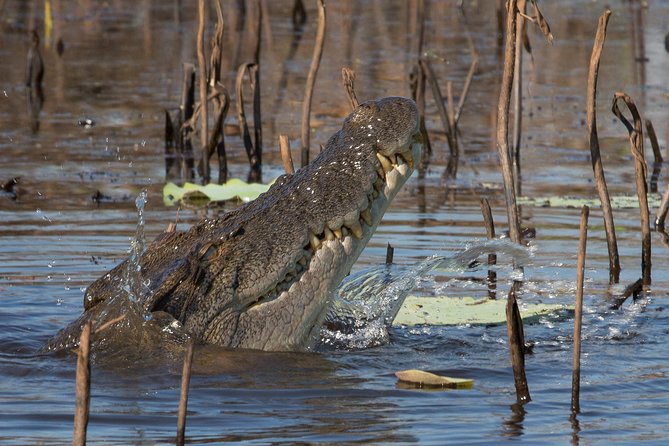 1 Day Corroboree Billabong Wetland Experience including 2.5 hour cruise + lunch - What the day feels like: timing, pace, and how to not miss the good parts