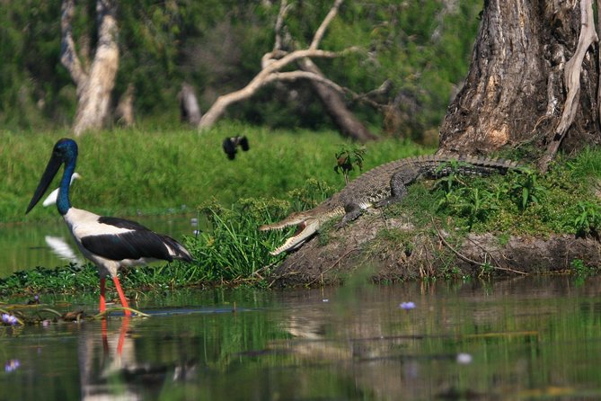 1 Day Corroboree Billabong Wetland Experience including 2.5 hour cruise + lunch - Price and value: is $168.55 worth it?