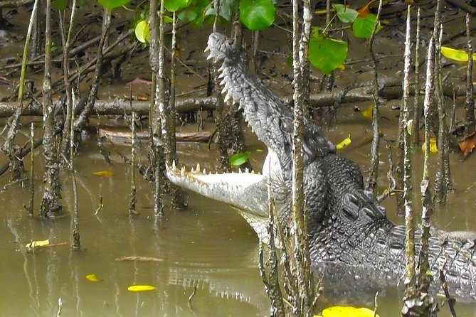 1-Hour Daintree River wildlife cruise - Key points worth knowing before you go