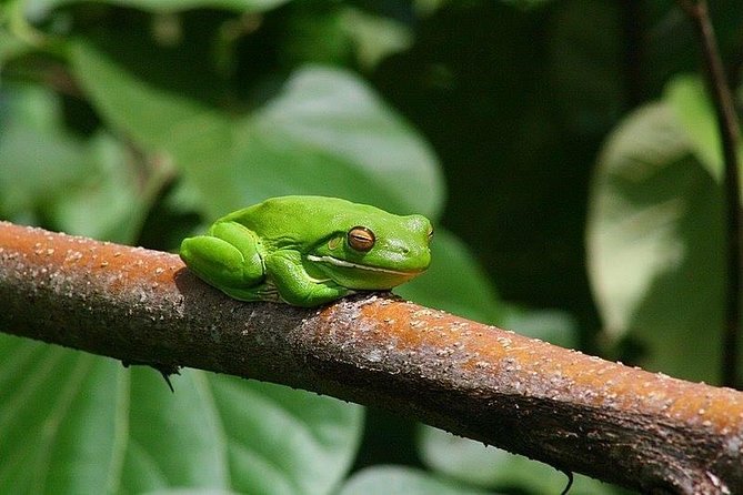 1-Hour Daintree River wildlife cruise - Crocodile spotting odds: plan with confidence, not certainty