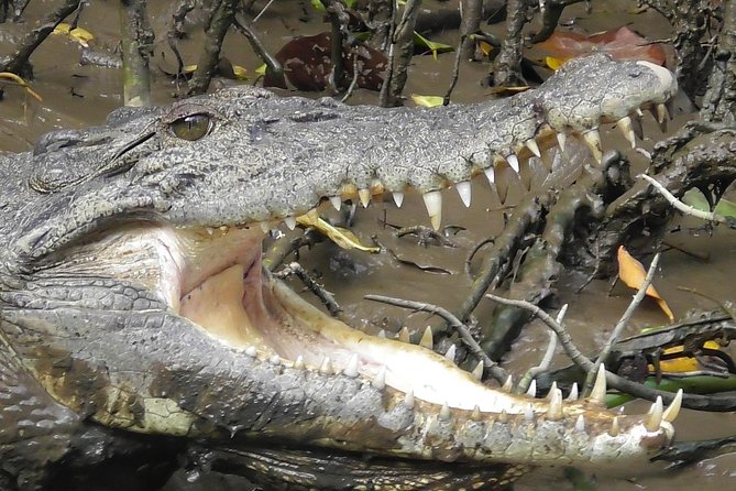 1-Hour Daintree River wildlife cruise - The guide experience: funny stories, not just facts