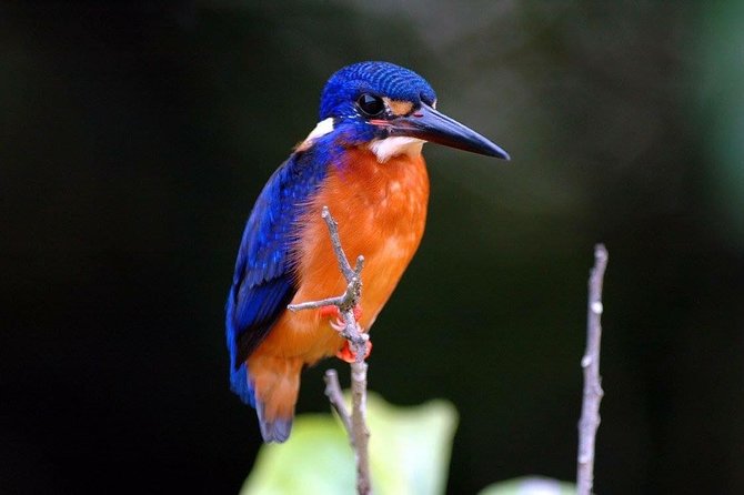 1-Hour Daintree River wildlife cruise - Price and value: what you’re paying for in $25.10
