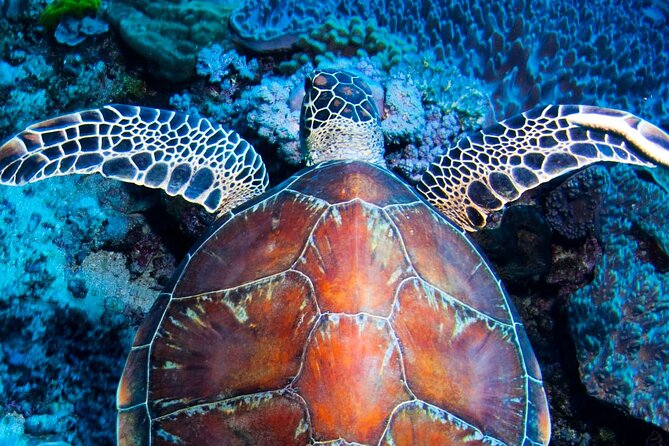 ABC Reef Safaris - Key highlights to know before you book