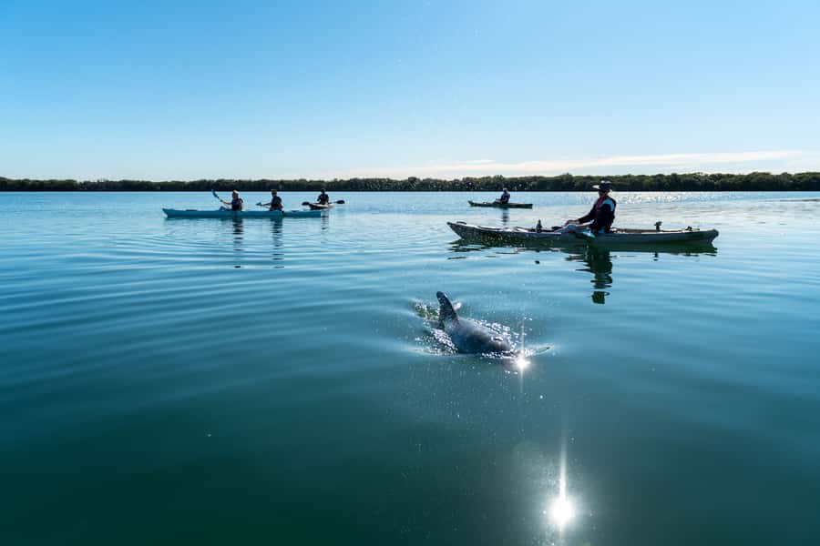 Adelaide: Dolphin Sanctuary Eco Kayaking Tour - Key things to know before you paddle