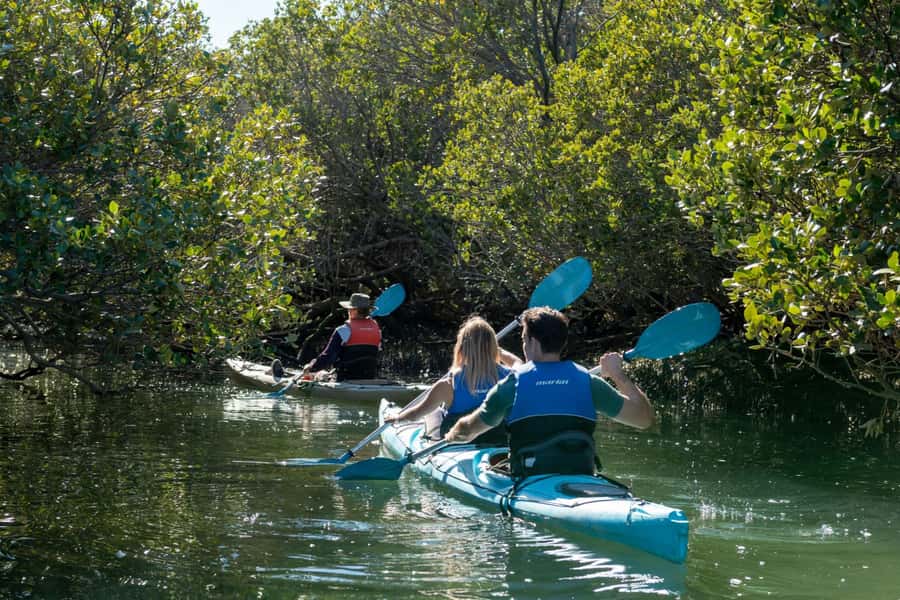 Adelaide: Dolphin Sanctuary Eco Kayaking Tour - Kayaking the Dolphin Sanctuary Creeks: What the 10,000-Year-Old Route Actually Means