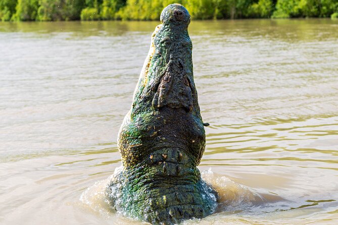 Adelaide River Cruises - Jumping Crocodile Experience - How the feeding and jumping show works on the Adelaide River