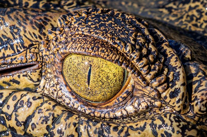 Adelaide River Cruises - Jumping Crocodile Experience - The “about an hour” schedule and how to plan your day