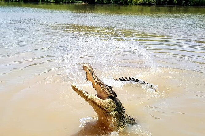 Adelaide River Cruises - Jumping Crocodile Experience - Price and value: what $43.03 gets you in real experience