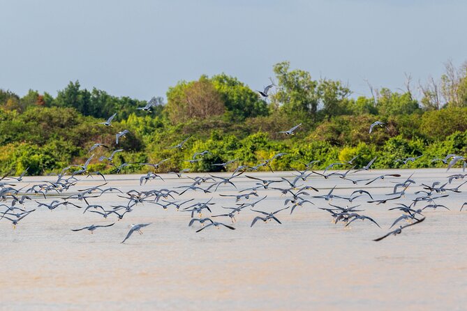 Adelaide River Cruises - Jumping Crocodile Experience - Who should book this cruise, and who might rethink it