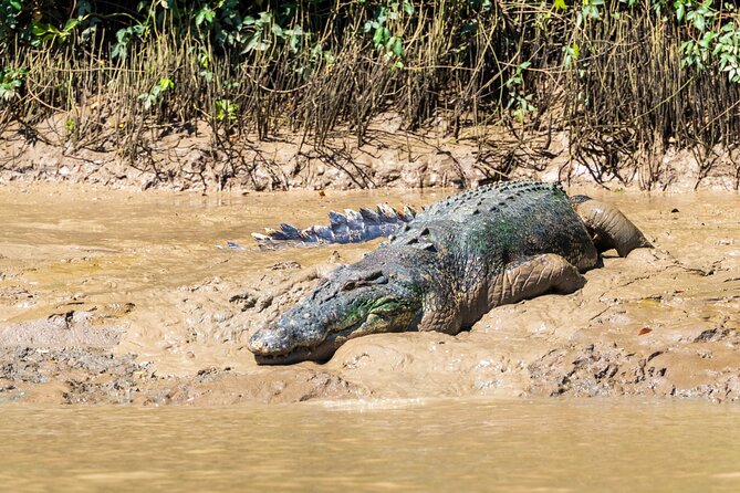 Adelaide River Cruises - Jumping Crocodile Experience - Should you book Adelaide River Cruises Jumping Crocodile Experience?