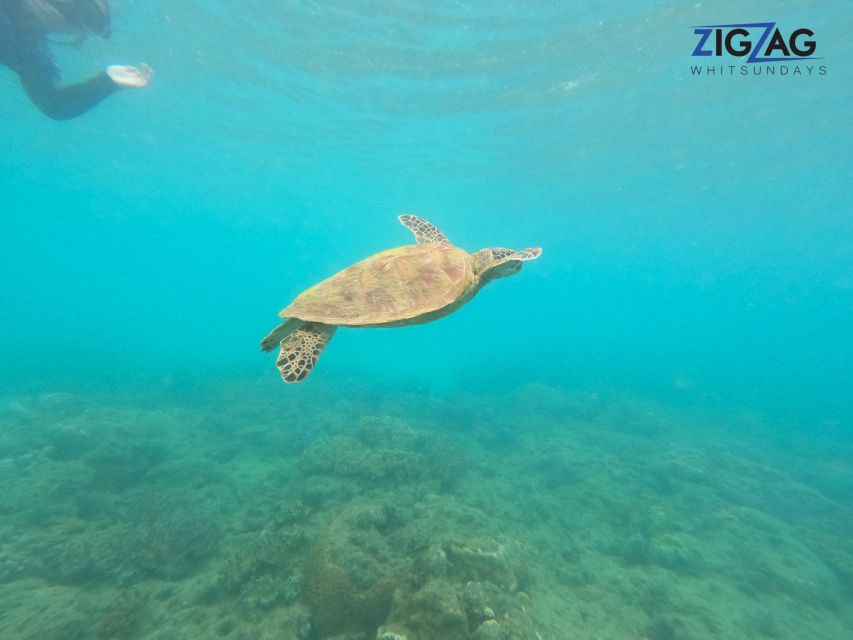 Airlie Beach: Whitehaven Beach Day Tour with Snorkel Option - The South Whitehaven Lookout walk: 900 meters, real payoff