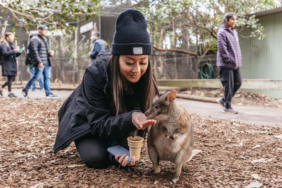 Blue Mountain Small Group Scenic World, Wildlife, Waterfall - Key things that make this Blue Mountains day trip different