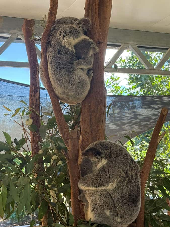 Blue Mountain Small Group Scenic World, Wildlife, Waterfall - Price and what you’re really paying for at around $148