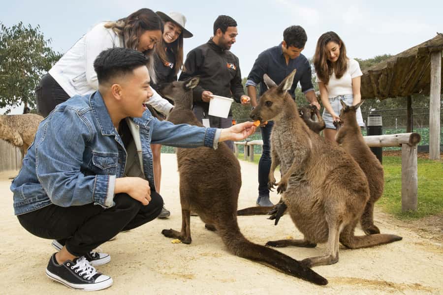 Blue Mountains Adventure: Scenic World, Zoo & Koala Photo - Sydney Zoo: koalas up close, plus kangaroos and wombats