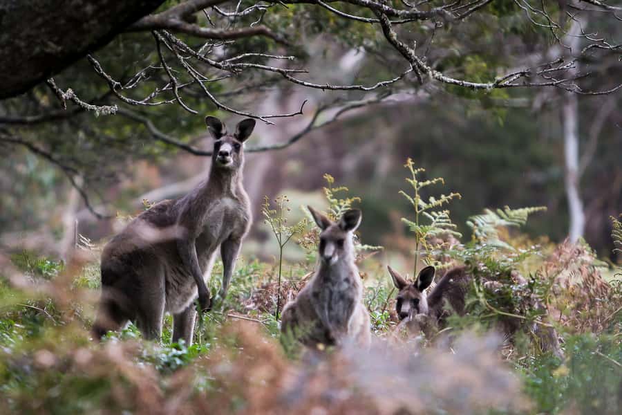 Blue Mountains Sunset Waterfalls Wildlife Tour From Sydney - How the Sydney-to-Blue-Mountains timing sets up your sunset photos