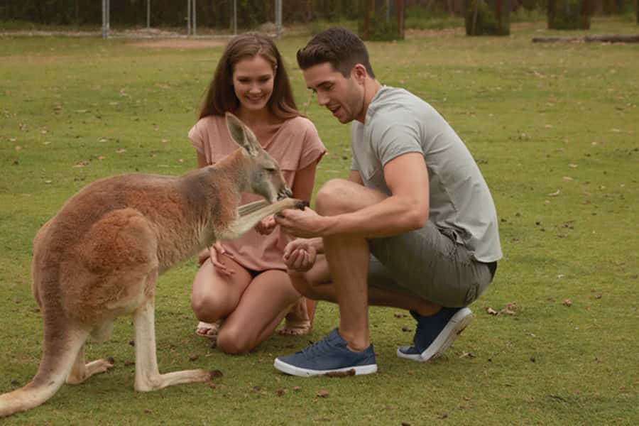 Brisbane River Cruise and Koala Sanctuary Visit - Lone Pine Koala Sanctuary: How to Use Your Full 3 Hours