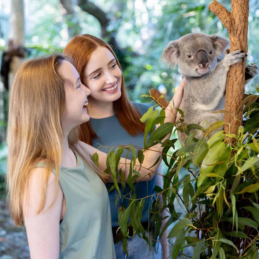 Brisbane River Cruise and Koala Sanctuary Visit - Who Should Book This Brisbane to Lone Pine Day Trip