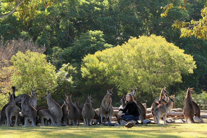 Brisbane River Cruise with entry to Lone Pine Koala Sanctuary - Key highlights at a glance