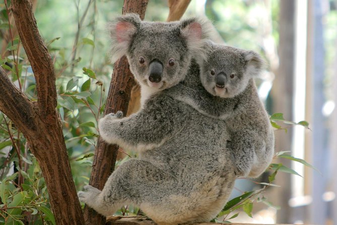 Brisbane River Cruise with entry to Lone Pine Koala Sanctuary - Why this half-day koala + river cruise works