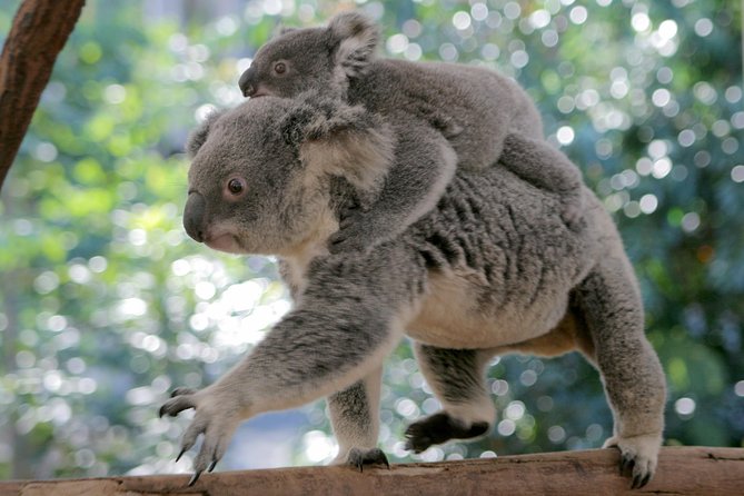 Brisbane River Cruise with entry to Lone Pine Koala Sanctuary - Lone Pine Koala Sanctuary: 130+ koalas and the feel of the place