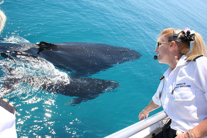 Brisbane Whale Watching Cruise from Redcliffe or Sunshine Coast - Key takeaways before you go