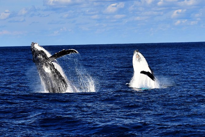 Brisbane Whale Watching Cruise from Redcliffe or Sunshine Coast - Moreton Bay humpback whales: why this season and spot matter