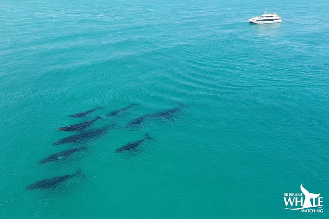Brisbane Whale Watching Cruise from Redcliffe or Sunshine Coast - Eye Spy on the water: what the boat setup means for your views