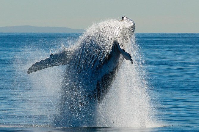 Brisbane Whale Watching Cruise from Redcliffe or Sunshine Coast - Guaranteed whale sightings: how to make the most of the spotting
