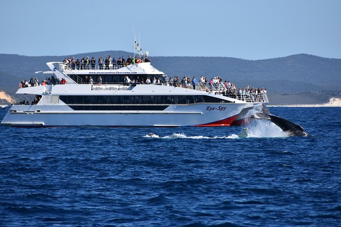 Brisbane Whale Watching Cruise from Redcliffe or Sunshine Coast - The lunchbox day is real: what’s included and what to plan for