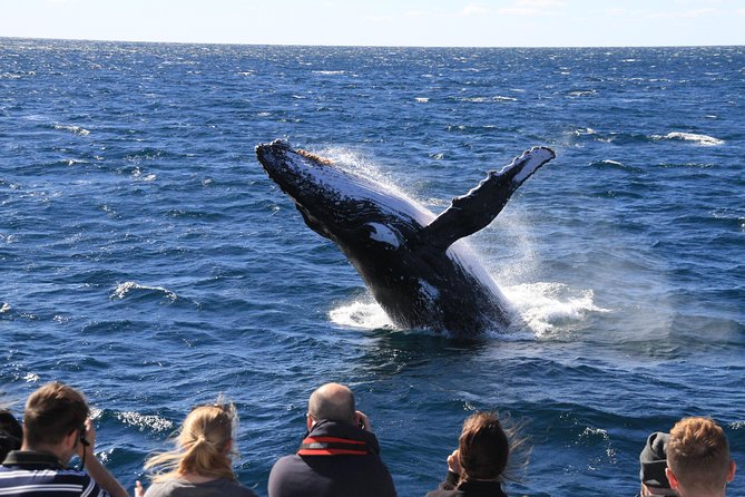 Brisbane Whale Watching Cruise from Redcliffe or Sunshine Coast - Day flow: what happens at each stop and what you should watch for