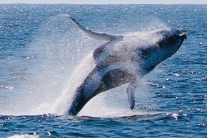 Brisbane Whale Watching Cruise from Redcliffe or Sunshine Coast - Who this cruise fits best (and who might want a different plan)