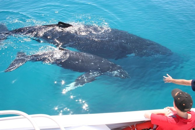 Brisbane Whale Watching Cruise from Redcliffe or Sunshine Coast - Price and value: is $114.76 worth it?