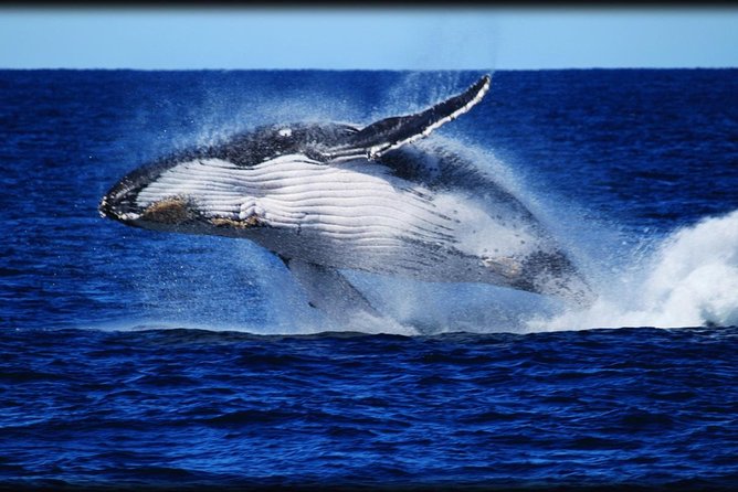 Brisbane Whale Watching Cruise from Redcliffe or Sunshine Coast - Meeting at Redcliffe and the smooth route to the pier