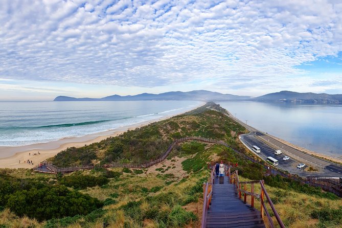 Bruny Island Food, Sightseeing, Guided Lighthouse Tour & Lunch - Mount Mangana and rainforest walking: tree ferns and possible wildlife