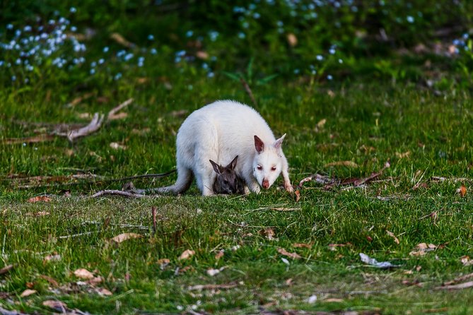 Bruny Island Traveller - Gourmet Tasting and Sightseeing Day Trip from Hobart - The tasting trail: honey, chocolate, and the rest of the included bites