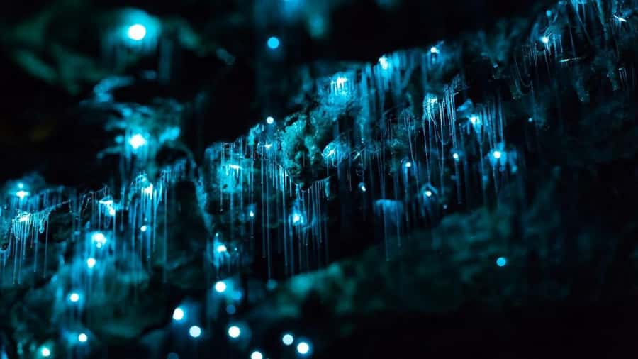 Byron Bay: Glowworms, Waterfalls & Rainforest Experience - Key Things That Make This Byron Bay Glowworms Tour Worth Your Time