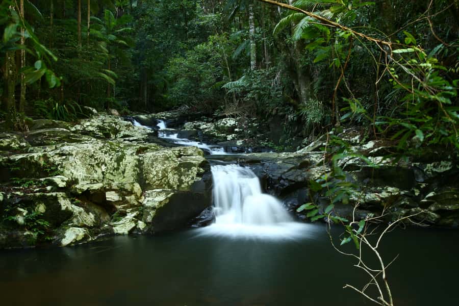 Byron Bay: Glowworms, Waterfalls & Rainforest Experience - Glowworms in a Secret Location: How to See the Magic Without Messing It Up
