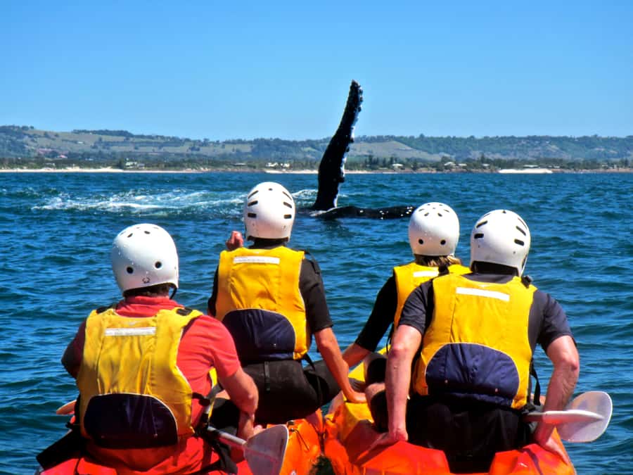 Byron Bay: The Byron Bay Sea Kayak Tour - Price and Value: Is $63 for 150 Minutes Worth It?