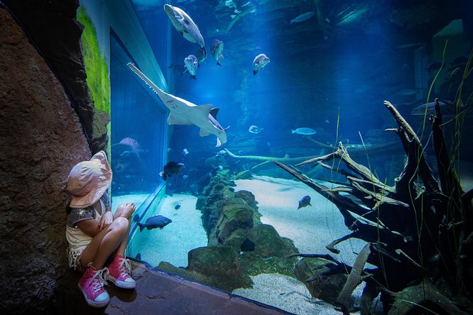 Cairns Aquarium Admission Ticket - Shark and ray feeds plus touch tanks: hands-on, but don’t rush it