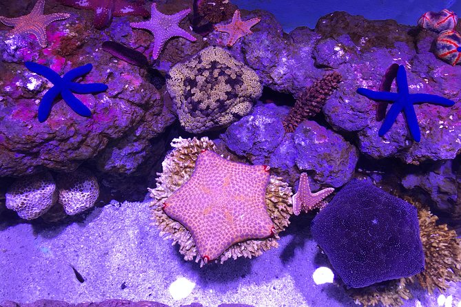 Cairns Aquarium Admission Ticket - The deep reef tank and coral displays: why the layout matters