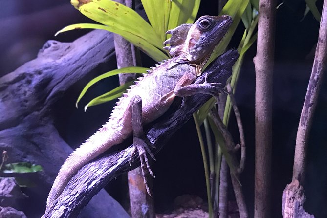 Cairns Aquarium Admission Ticket - Conservation talks and the turtle hospital highlight (Colleen)