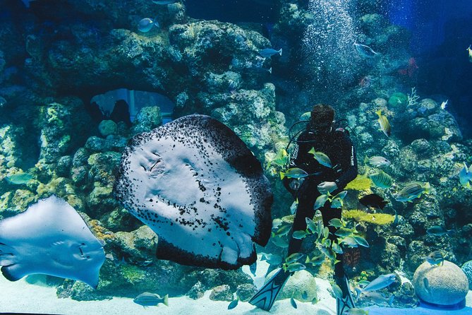 Cairns Aquarium Admission Ticket - Planning your visit around crowds and comfort