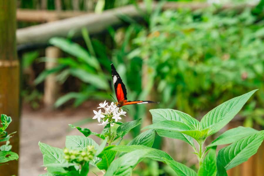 Cairns: Best of the Kuranda Rainforest Full-Day Tour & Lunch - Pamagirri Aboriginal Experience: spear throwing, boomerangs, didgeridoo, and Dreamtime
