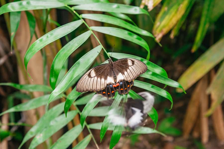 Cairns: Best of the Kuranda Rainforest Full-Day Tour & Lunch - Rainforestation by Army Duck: the WWII amphibious ride you’ll talk about later