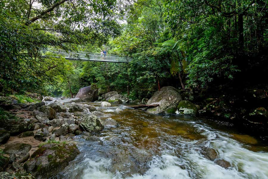 Cairns: Daintree Rainforest and Mossman Gorge Tour - Final Verdict: Should You Book the Cairns Daintree and Mossman Gorge Tour?