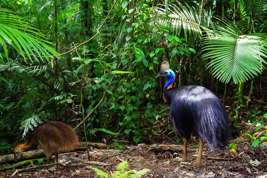 Cairns: Daintree Rainforest and Mossman Gorge Tour - Nature Walk, Viewpoints, and Ferry Time: How the Day Stays Moving