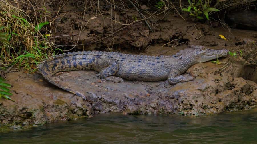 Cairns: Daintree Rainforest and Mossman Gorge Tour - What to Bring (So the Swim and Boat Don’t Turn Into a Mess)