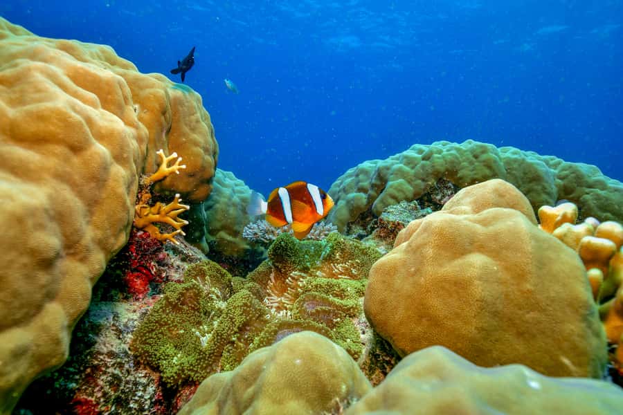 Cairns: Great Barrier Reef Premium Diving Full Day Tour - Two Outer Reef Sites: The Snorkeling Plan That Helps You See More